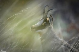 chamois-1854