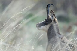 chamois-1867