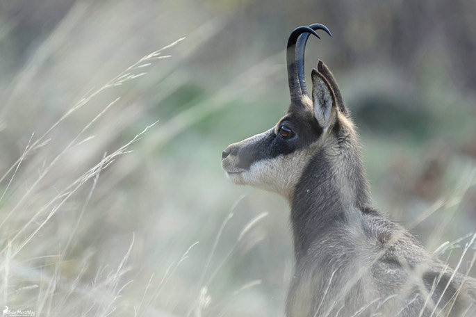 chamois-1867