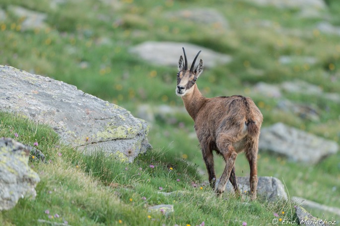 chamois-1872