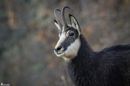 chamois-1875