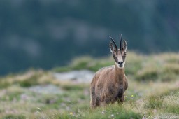 chamois-1883