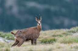 chamois-1884