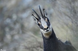 chamois-1924