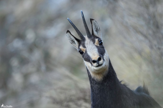 chamois-1924