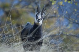 chamois-1927