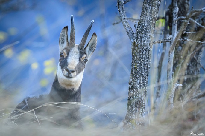 chamois-1968