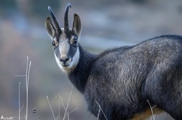 chamois-1993