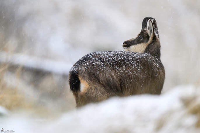 chamois-2176