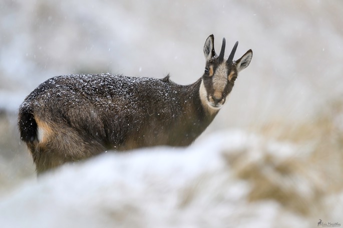 chamois-2180