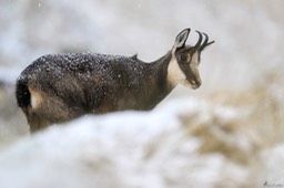 chamois-2182