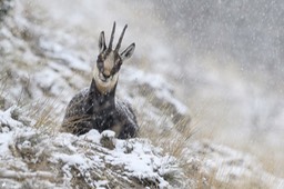 chamois-2195
