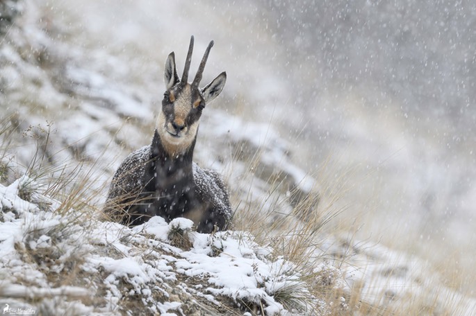 chamois-2195