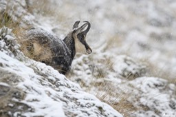 chamois-2210