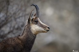 chamois-2263 2