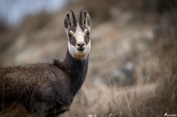 chamois-2287