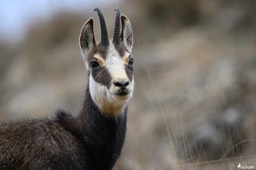chamois-2294
