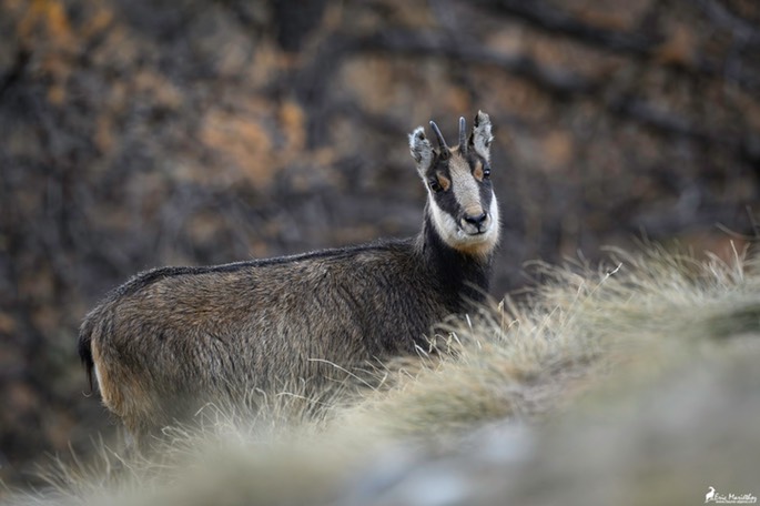 chamois-2387
