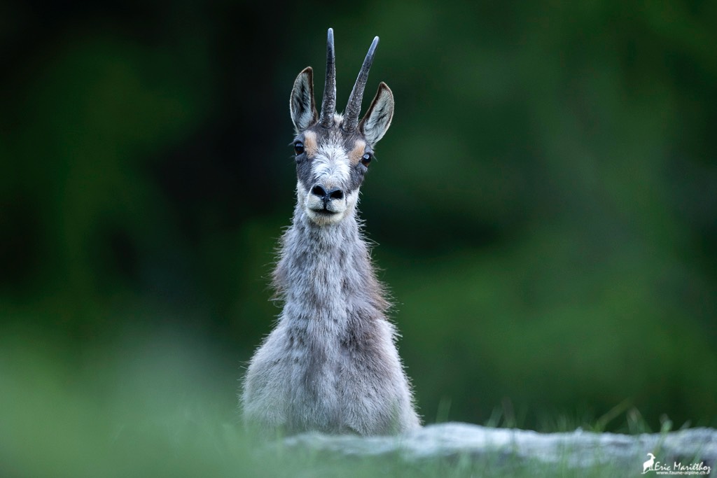 chamois-424