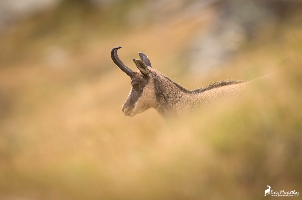 chamois-4278