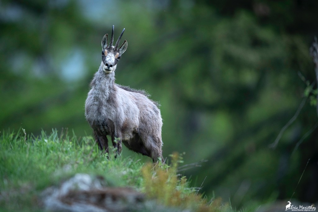 chamois-427