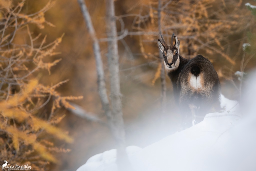 chamois-48