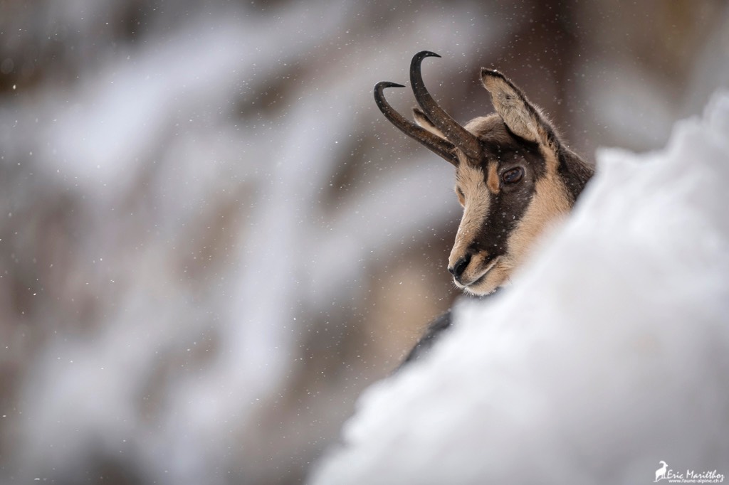 chamois-698