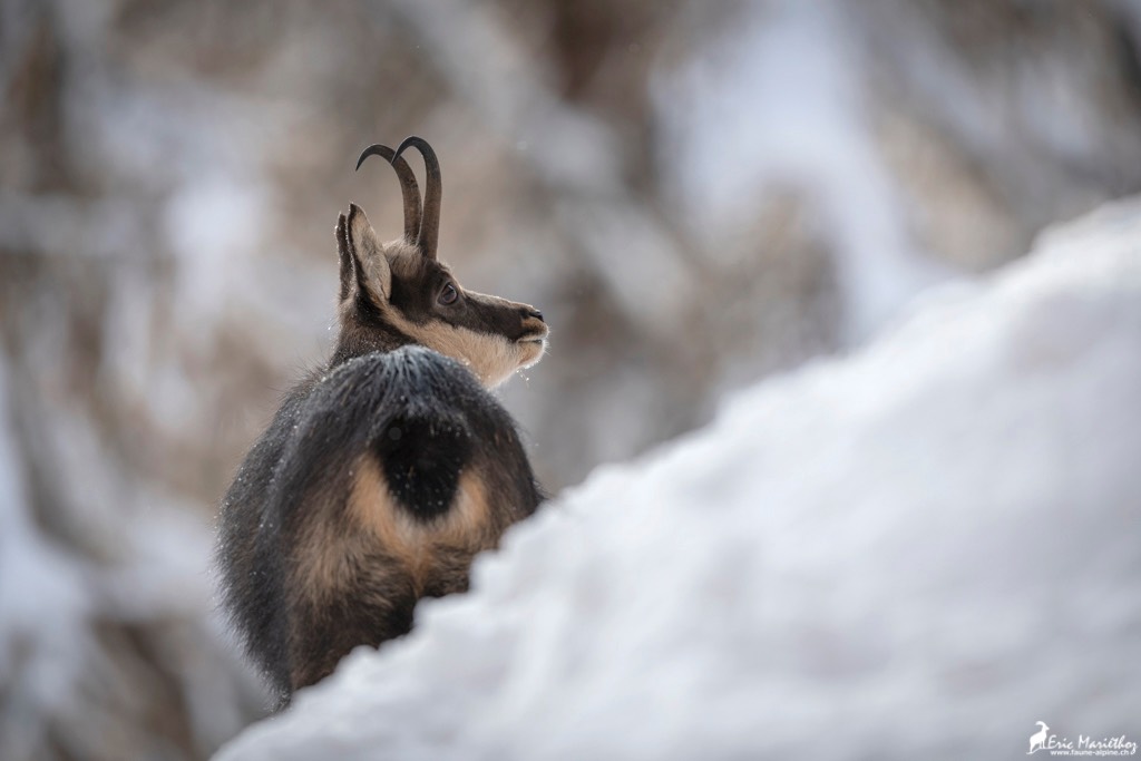 chamois-715