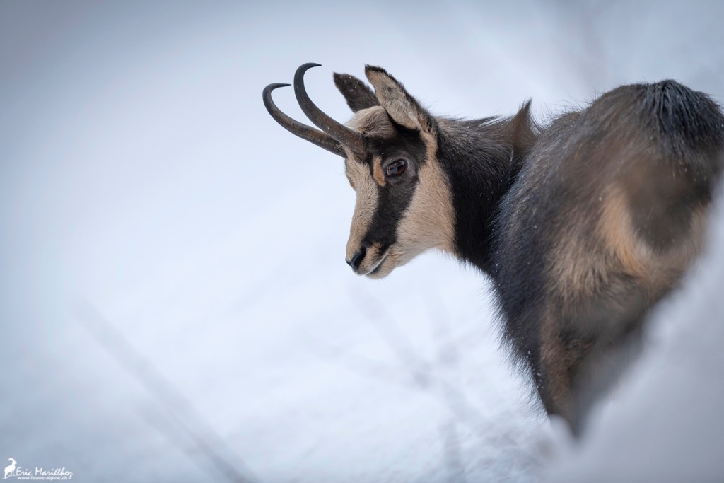 chamois-726