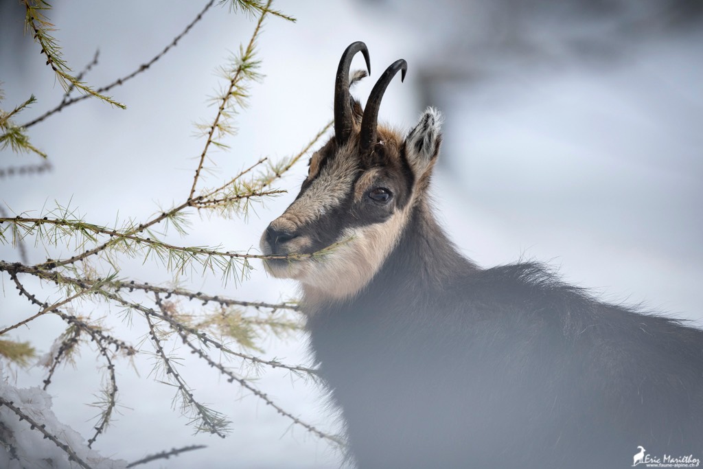 chamois-764