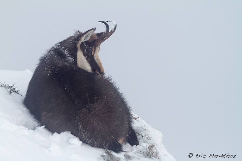chamois-788