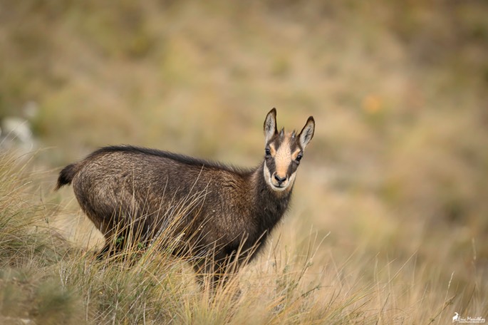 chamois_cabris-2314