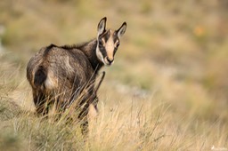 chamois_cabris-2317