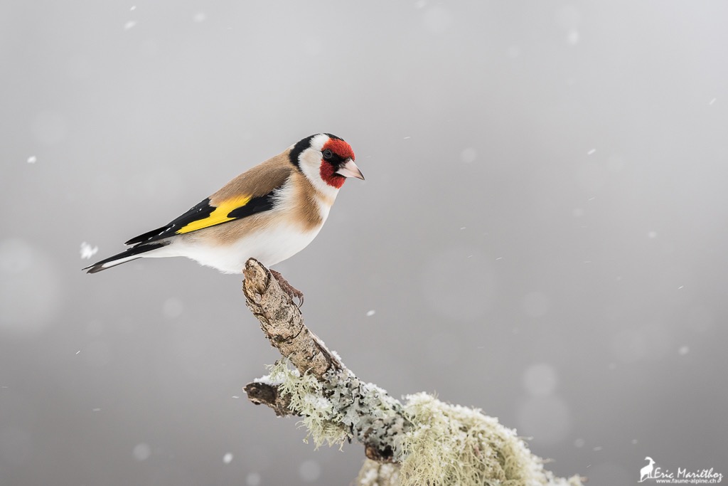 chardonneret_elegant-8