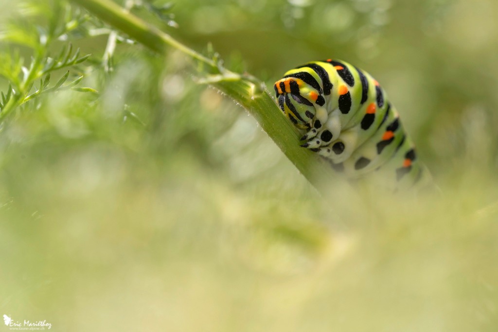 chenille_machaon-5