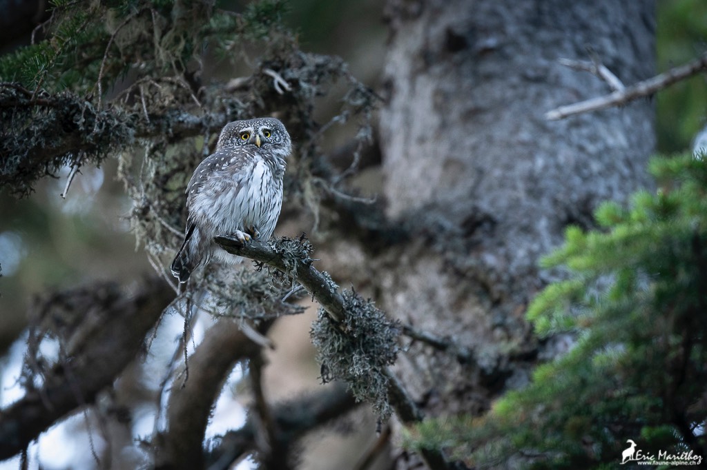 chouette_chevechette-124