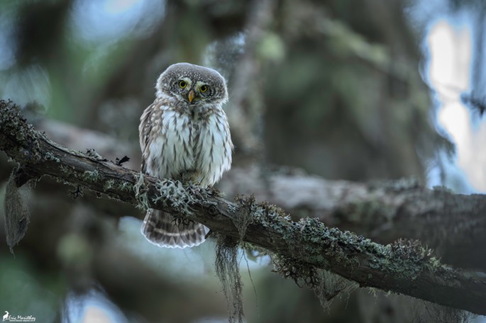 chouette_chevechette-2808