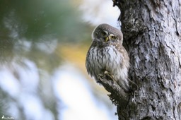 chouette_chevechette-3104