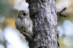 chouette_chevechette-3141