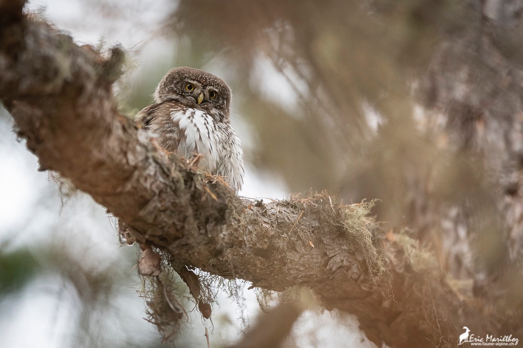 chouette_chevechette-329