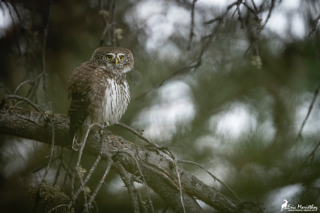 chouette_chevechette-343