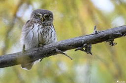 chouette_chevechette-3450