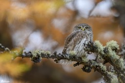 chouette_chevechette-3765