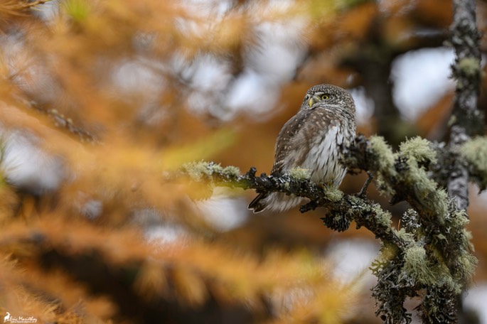 chouette_chevechette-3891