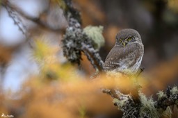 chouette_chevechette-3980