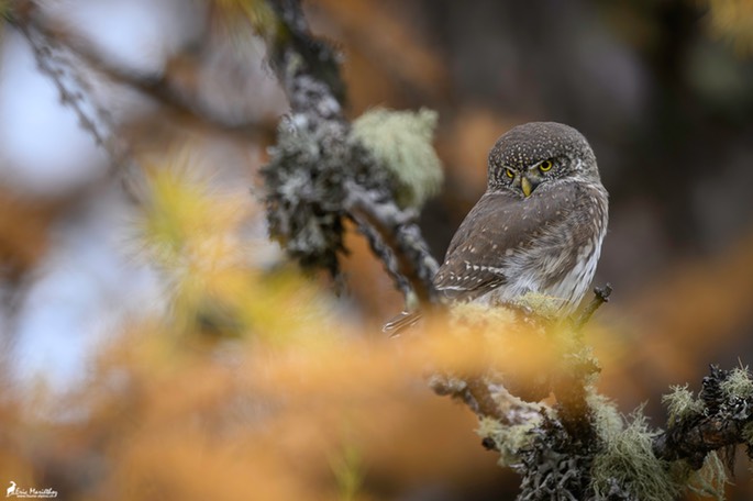 chouette_chevechette-3980