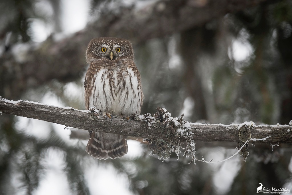 chouette_chevechette-51