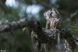 chouette_de_tengmalm-240
