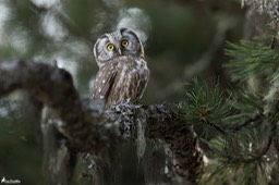 chouette_de_tengmalm-731
