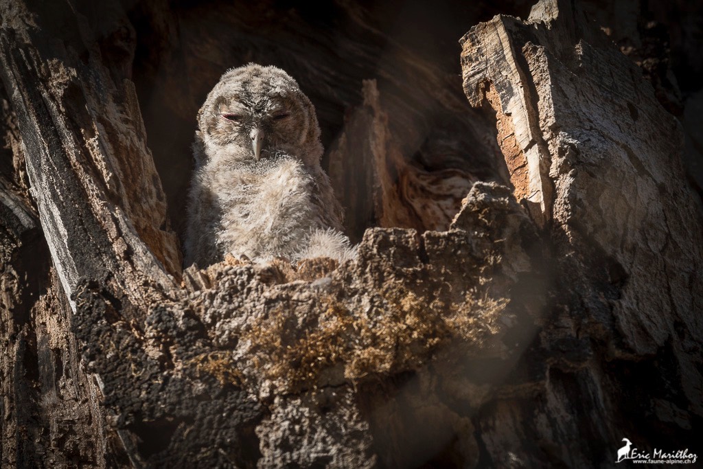 chouette_hulotte-55
